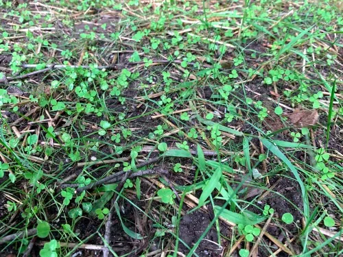Miniatura 7 de Flawn Seed Kits Semilla de micro trébol, 4.4 onzas, revestimiento orgánico, ecológico, bajo mantenimiento, alternativa al césped, bolsa compostable