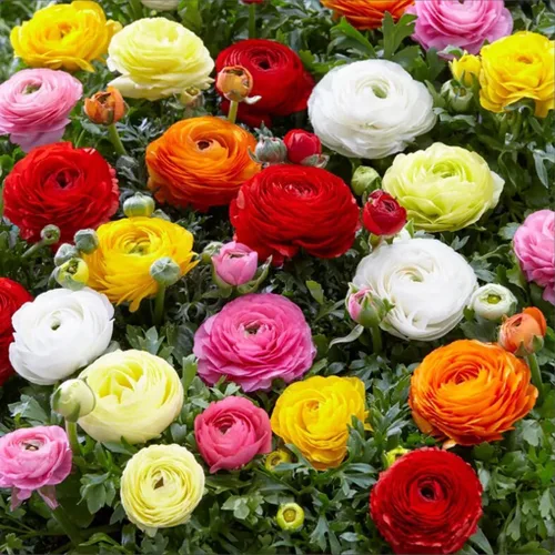 10 bulbos de flores de ranúnculo de colores mixtos para primavera u otoño, plantación de flores cortadas para jardín, planta de borde de bajo