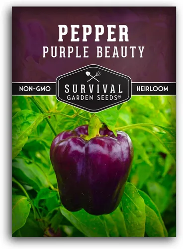 Purple Beauty - Semillas de pimiento morrón para plantar | Pimientos morados dulces tradicionales para jardines domésticos – Polinizado abierto sin