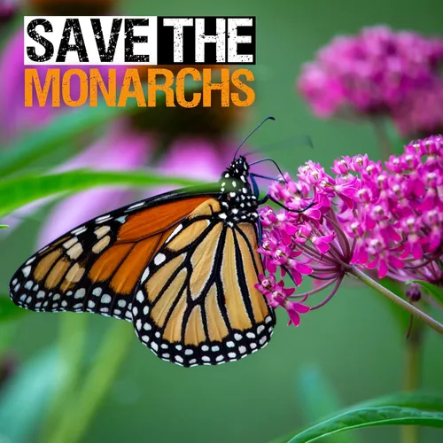 Miniatura 8 de Seed Needs Pink Swamp Semillas de algodoncillo para plantar, reliquia y sin tratar, cultiva un jardín de mariposas para atraer mariposas monarca