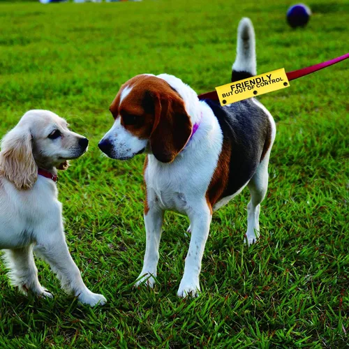 Miniatura 4 de Divertida correa para perro apta para perros, pero fuera de control, para regalo de cumpleaños para mascotas (fuera de control YE)