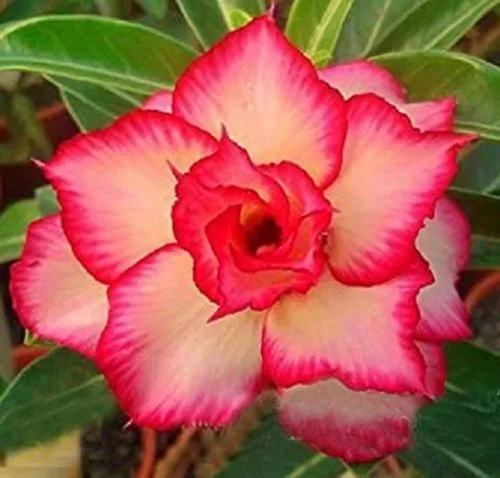 Generic 8 semillas de rosas del desierto amarillas y rojas Adenium Obesum Exóticas Flores Tropicales Semillas Florecen, Púrpura y Blanco