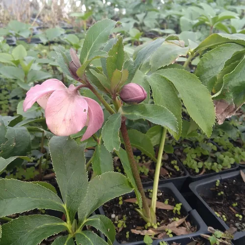Miniatura 2 de 8 recipientes de rosa cuaresmal mixta en macetas de 2.5 pulgadas, ideal para plantar en otoño