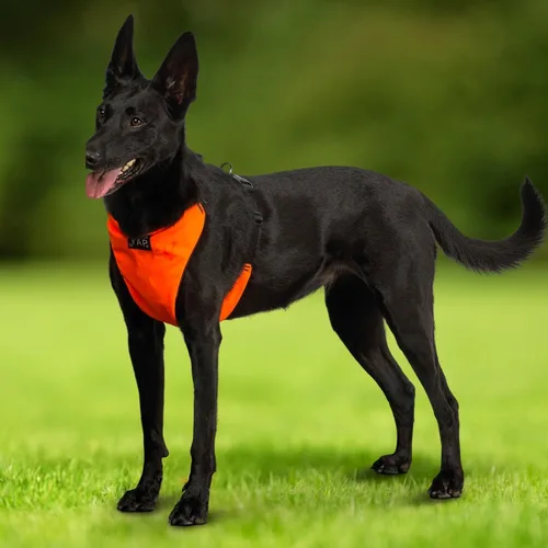 Miniatura 7 de YAP Techno® - Arnés para perro sin tirones, ajustable en 4 direcciones, arnés de chaleco para perro con control de temperatura, arnés para perro sin