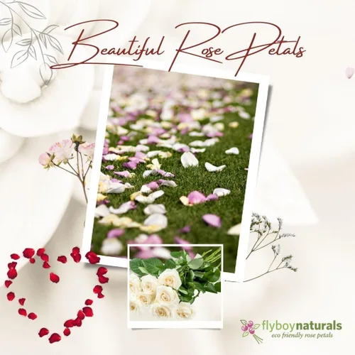 Miniatura 4 de Pétalos de rosa reales ecológicos color marfil, 15 tazas liofilizados y biodegradables para bodas, lanzamiento, pasillos y spa, fabricados