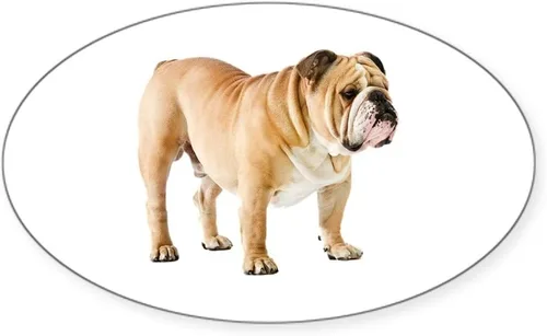 CafePress Etiqueta engomada ovalada del parachoques del bulldog inglés, calcomanía del coche oval euro Blanco