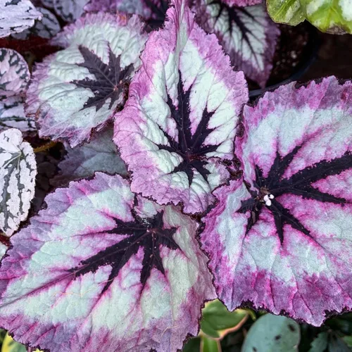 Miniatura 6 de Juego de 2 plantas vivas de begonia, plantas raras de begonia para remolque, cesta colgante ornamental de 5 a 9 pulgadas de alto, fuego