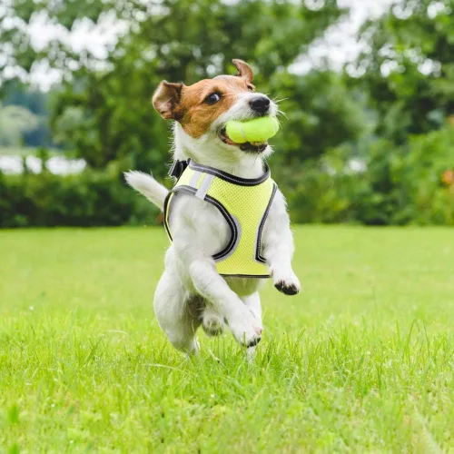 Miniatura 5 de PAWISE Arnés de malla reflectante para perro, chaleco de malla acolchada suave para caminar, arnés para mascotas sin tirones con 2 clips para correa