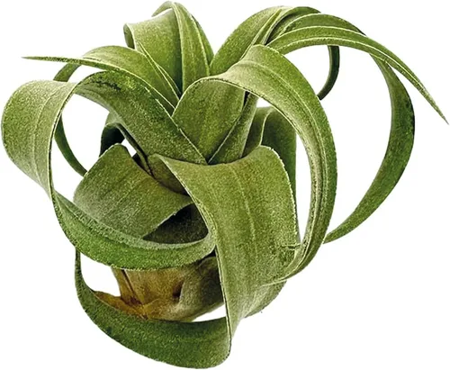 Miniatura 6 de ragnaroc Plantas de aire vivo – Tillandsia Streptophylla Grande – 3 unidades 3-5 pulgadas – Ideal para regalos y regalos, plantas de interior vivas