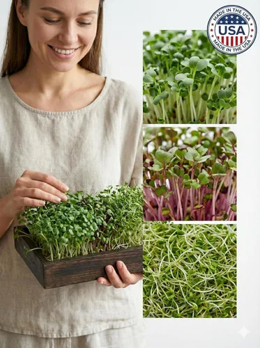 Miniatura 3 de Todd's Seeds Mezcla de semillas para germinar; Brócoli, rábano, alfalfa, sin OMG, libres de químicos, alta germinación (1/4 libra)