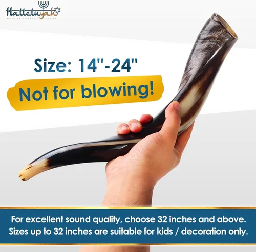 Miniatura 2 de HalleluYAH Shofar Kosher original de cuerno Kudu medio pulido de Israel