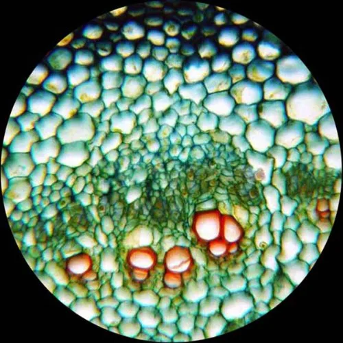 Miniatura 8 de AmScope Microscopio LED compuesto biológico T360B-M 40X-2000X + cámara digital de 1.3MP