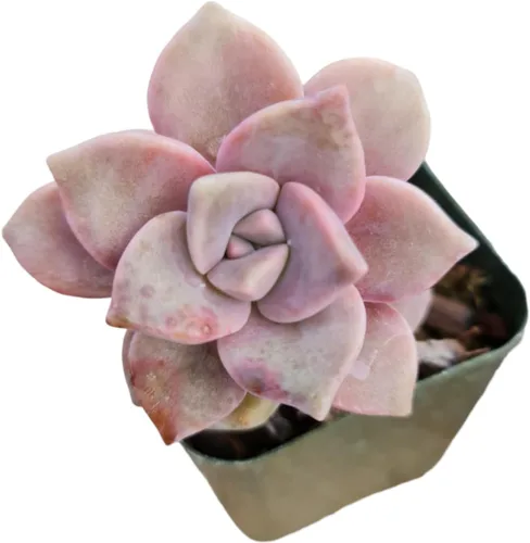 Miniatura 14 de Plantas suculentas vivas de USKC (Graptopetalum Superbum de 2 pulgadas)