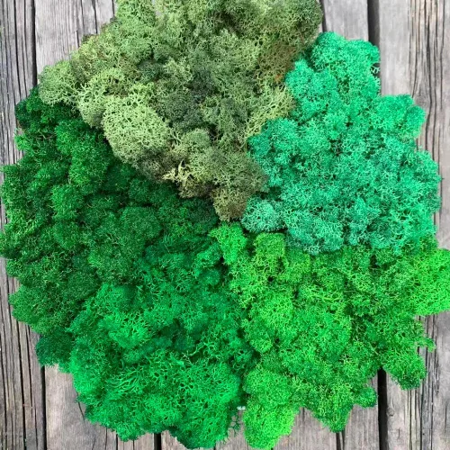Miniatura 27 de Musgo de Reno Preservado Verde Natural Kit de Bricolaje Arte de Jardinería Decoración de Pared Decoración de Floristería Decoración de Mesa