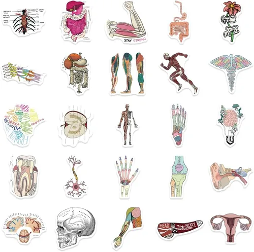 Miniatura 4 de Anatomy Pun Stickers Human Anatomy Sticker Water Bottle Stickers for Teens Waterproof Vinyl(50Pcs)