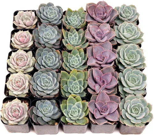 Mountain Crest Gardens Echeveria - Paquete de suculentas a granel – 25 plantas de roseta vivas, 5 de cada una de 5 variedades, enraizadas en macetas