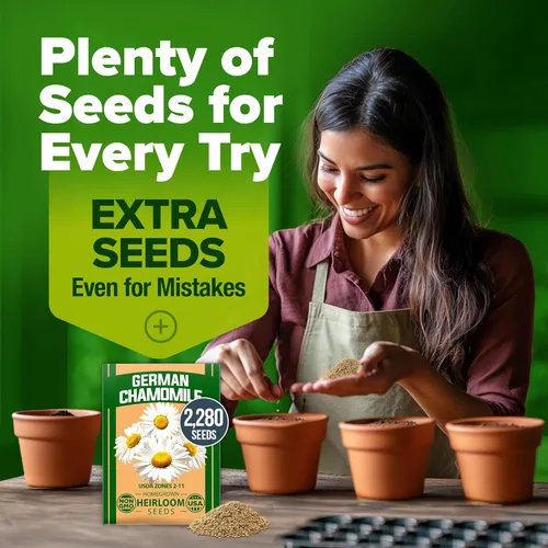 Miniatura 8 de HOME GROWN Paquete de semillas de manzanilla alemana, 2,280 semillas de reliquia sin OMG para plantar jardines sostenibles y tés de hierbas