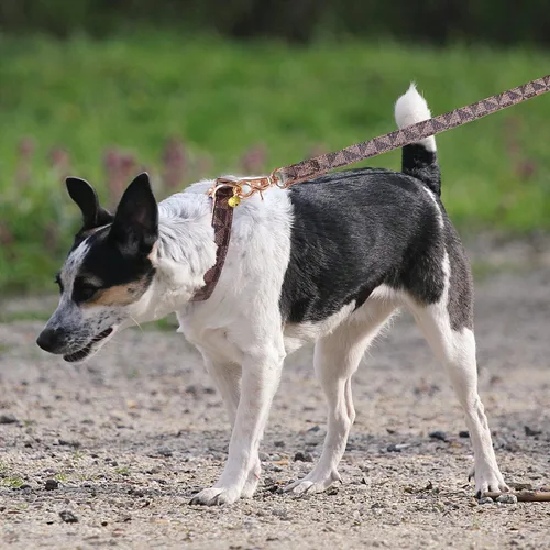 Miniatura 6 de Collar de cuero para perro y correa de 4 pies, collar básico ajustable con patrón de campana a cuadros, collar y correa de cuero duradero con Marrón