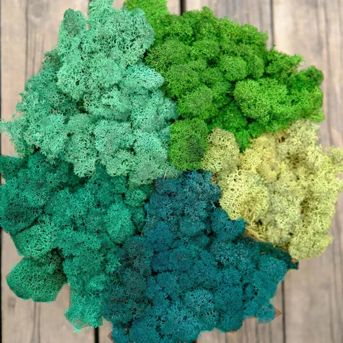 Miniatura 29 de Musgo de Reno Preservado Verde Natural Kit de Bricolaje Arte de Jardinería Decoración de Pared Decoración de Floristería Decoración de Mesa
