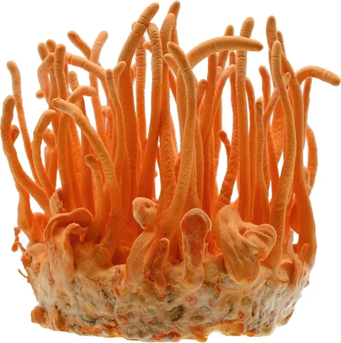 Miniatura 7 de Root Mushroom Farm - Kit de cultivo de hongos Shiitake: comienza de inmediato una vez recibido Shiitake marrón