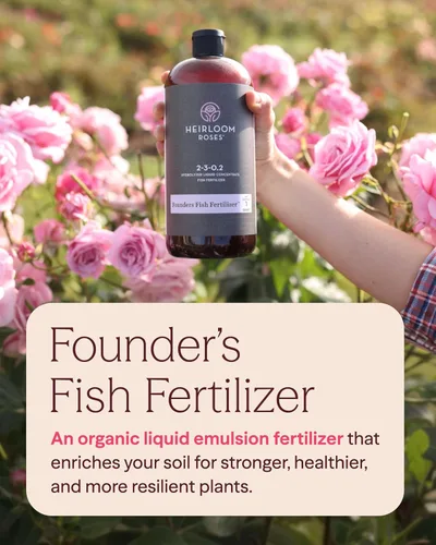 Miniatura 2 de Heirloom Roses Founder's Fertilizante para peces, alimento vegetal para plantas, fertilizante líquido orgánico de emulsión, fertilizantes de jardín