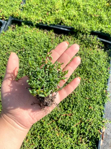 Miniatura 2 de BAREROOT Ruschia Lineolata 'Nana' - 'Alfombra enana de estrellas' - PPAF - Suculenta césped subsitute - Jardín de Cristina (36)