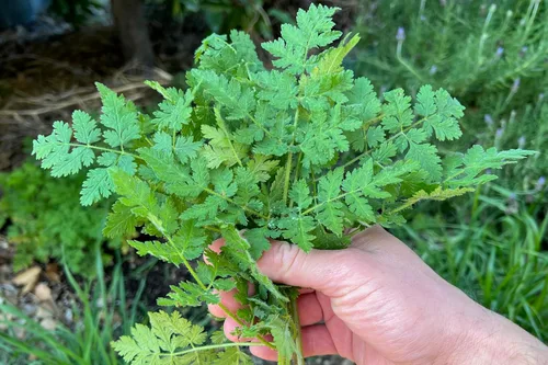 Miniatura 5 de Plant Good Seed Sweet Cicely Seeds - Paquete de 20 semillas tradicionales para plantar flores, suministros de jardinería, jardín de hierbas, flores