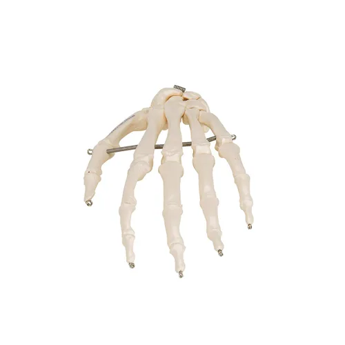 Miniatura 5 de 3B Scientific Esqueleto de mano A40 montado en alambre - 3B Smart Anatomy