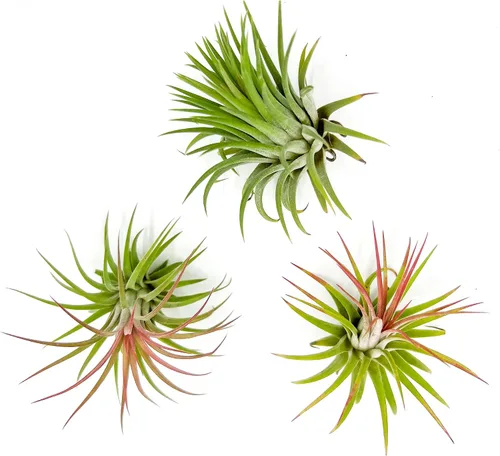 Miniatura 9 de ragnaroc Plantas de aire – Druida Tillandsia Ionantha, Regular 2-3 pulgadas – 3 ct – Llegada viva garantizada – Plantas de interior para decoración
