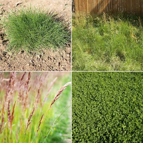Miniatura 3 de Ferry-Morse EcoEase Microclover y Festuca Mezcla de Semillas de Césped de Cobertura de Suelo de Bajo Mantenimiento, 1 libra