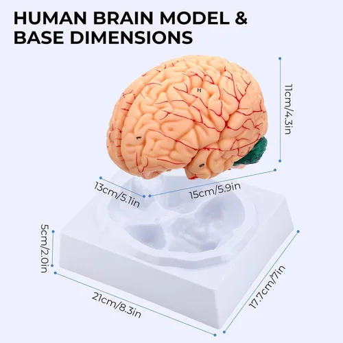 Miniatura 7 de Modelo de anatomía del cerebro humano, modelo cerebral de tamaño natural de 8 partes con estructura magnética desmontable, numeradas 32 estructuras