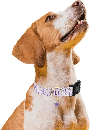 Miniatura 5 de Collares de perro personalizados Gelwoo, collares ajustables para cachorros con hebilla de seguridad para perros pequeños, medianos y grandes, lindo
