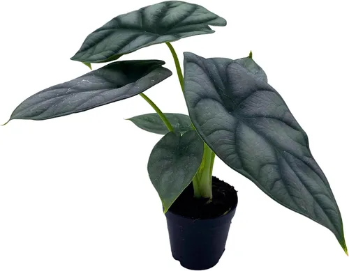 BubbleBlooms Alocasia Silver Dragon, Alocasia Baginda, Joya Alocasia, oreja de elefante dragón plateado en maceta de 2 pulgadas