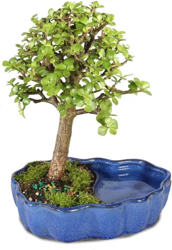 Miniatura 3 de Árbol de bonsái enano vivo de jade de Brussel's Bonsai, para interior - Pequeño, 3 años de edad, de 5 a 8 pulgadas de alto - Árbol de jade en maceta