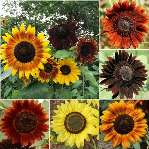 Miniatura 6 de Seed Needs Mezcla de semillas de girasol para plantar Sunset Blend 7 variedades Más de 750 semillas Helianthus Annuus Heirloom Open Polinated XL