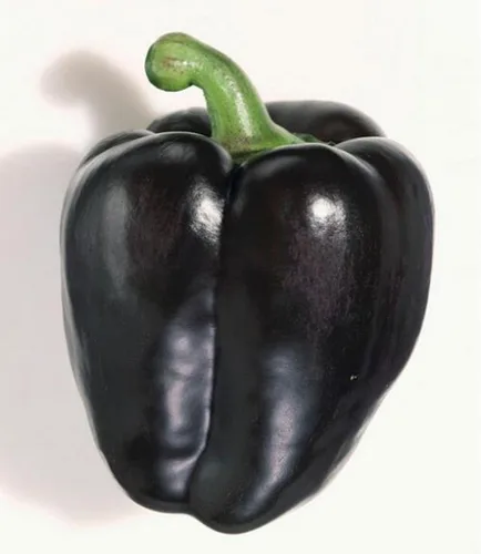 Miniatura 3 de Pimiento negro dulce vegetal sin OMG para plantar