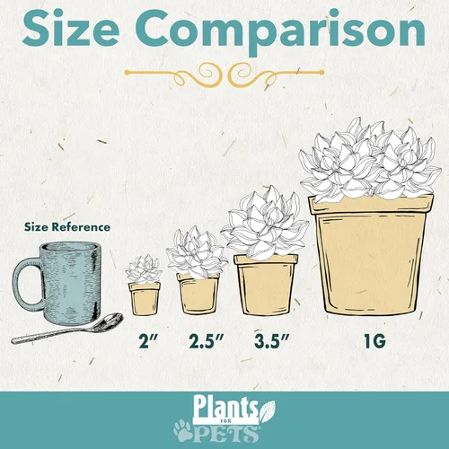 Miniatura 7 de Plants for Pets - Sedum Burrito de 6", plantas suculentas cola de burro, plantas suculentas Sedum vivas, plantas suculentas para el hogar, plantas
