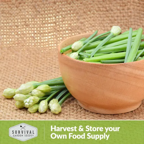 Miniatura 5 de 5 paquetes de semillas de cebollino de ajo para plantar, paquete con instrucciones para cultivar deliciosas hierbas perennes en el huerto de tu