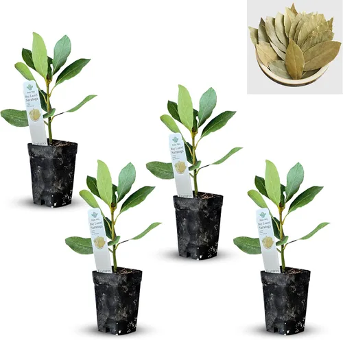 Miniatura 22 de Hoja de laurel mediterránea, planta viva de laurel de laurel. Variedad estándar - Laurus Nobilis. Planta viva. Fragante, fresca, comestible. Lo