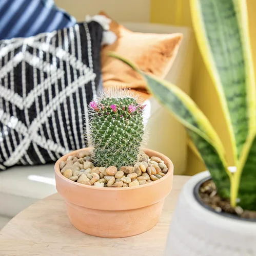Miniatura 5 de Altman Plants, Surtido de Plantas de Cactus Plantas Vivas (3PK), Planta de Cactus Plantas Suculentas Vivas Decoración de Cactus Vivos, Plantas