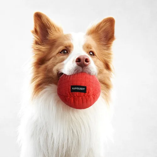 Miniatura 3 de Playology Juguetes para Perros Pelota de Peluche Chirriante para Perros Juguete Mediano con Aroma a Carne – Fácil de Limpiar y Hecho