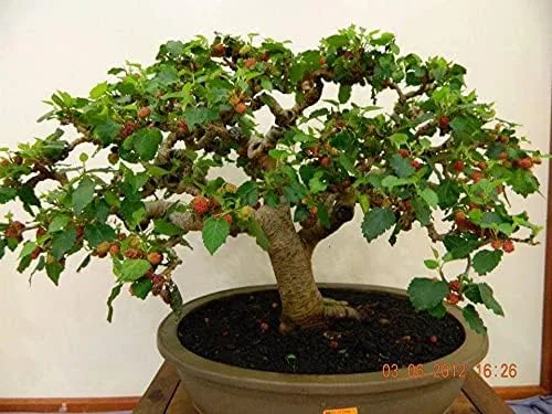 Miniatura 2 de Semillas de morera bonsái - 25 semillas - Morus Nigra - Cultivar bonsai frutal