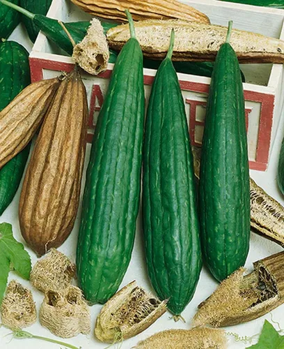25 semillas de calabaza – Luffa Sponge Heirloom – Premium sin OMG, polinizado abierto, semillas cultivadas en Estados Unidos, siempre frescas