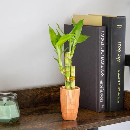Miniatura 2 de Arreglo de bambú de la suerte de 3 tallos en mini jarrón de cerámica de color, cerámica colorida, plantas de interior, Feng Shui, planta
