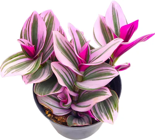 Miniatura 11 de Cotyledon Pendens de 4 pulgadas, suculenta viva completamente enraizada en macetas con mezcla de tierra, planta doméstica rara para la decoración