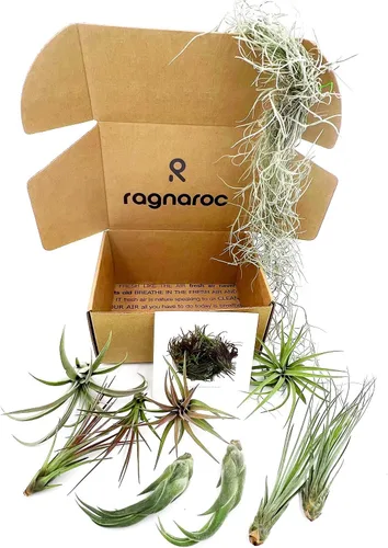 Miniatura 2 de ragnaroc Live Air Plants – Caja de Regalo Tillandsia TOR Paquete de Variedad – 10 Unidades Grandes, 4-10 pulgadas – Plantas Vivas de Interior y TOR