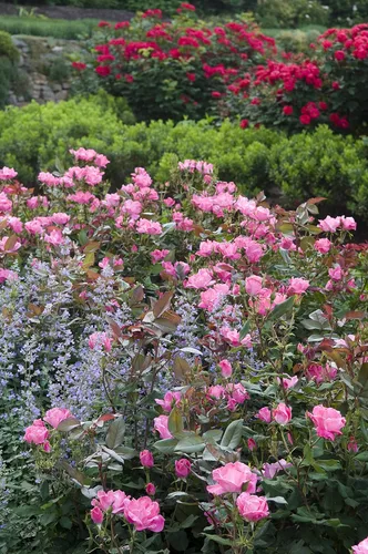 Miniatura 5 de Green Promise Farms Rosa Knock Out (Reblooming) Rose, contenedor tamaño 2, flores de coral