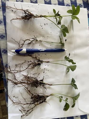 Miniatura 3 de Mezcla de rosa cuaresmal y eléboro 5 plantas a raíz desnuda, ideal para plantar en otoño