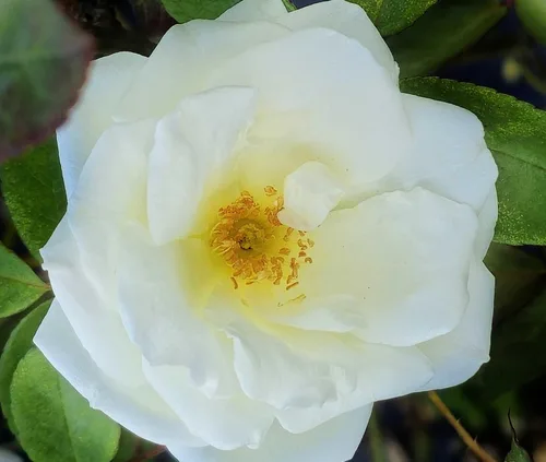 Miniatura 2 de Rosa Ducher Antigua Raíz Propia Heirloom Jardín Antiguo Rosal Planta Viva, Flor Doble Blanca, Fragante, 4 pulgadas, Tamaño Inicial Maceta