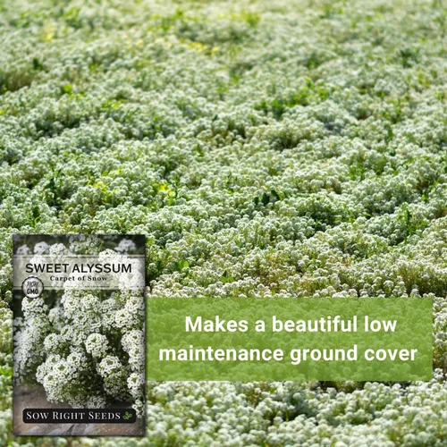Miniatura 5 de Sow Right Seeds - Alfombra blanca de semillas de flores de nieve Sweet Alyssum para plantar - Paquete de reliquia sin OMG con instrucciones